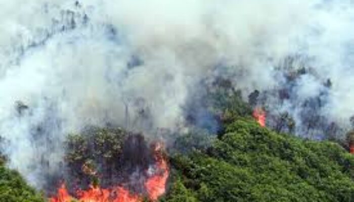 Karhutla di Kampar Riau: Ketika Api Mengancam Desa Karya Indah 2 download 15