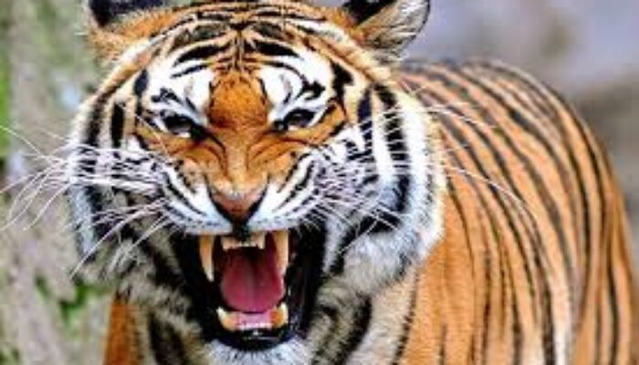 Harimau Sumatera Mangsa Sapi Warga di Pelalawan Riau: Konflik Satwa Liar yang Terus Terulang 2 download 23