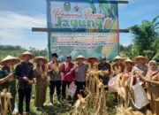 Kapolsek Rimbo bujang ikut serta Panen Raya Komoditi Jagung Di kelompok Tani Desa Purwoharjo 10 Kapolsek Rimbo bujang ikut serta Panen Raya Komoditi Jagung Di kelompok Tani Desa Purwoharjo