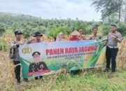 Panen Raya Jagung di Desa Jaya Mulya, Dukung Ketahanan Pangan dan Program Makan Gratis 12 Panen Raya Jagung di Desa Jaya Mulya, Dukung Ketahanan Pangan dan Program Makan Gratis