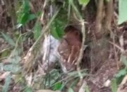 Heboh! Diduga Anak Harimau Sumatera Terjerat di Ladang Jagung Talamau, Pasaman Barat Sumbar 13 Heboh! Diduga Anak Harimau Sumatera Terjerat di Ladang Jagung Talamau, Pasaman Barat Sumbar