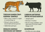 Harimau Sumatera Mangsa Sapi Warga di Pelalawan Riau: Konflik Satwa Liar yang Terus Terulang 11 Harimau Sumatera Mangsa Sapi Warga di Pelalawan Riau: Konflik Satwa Liar yang Terus Terulang