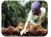 Ninja Sawit Merajalela di Dharmasraya Sumatera Barat, Petani Resah – Pemkab Dinilai Mandul Cari Solusi
