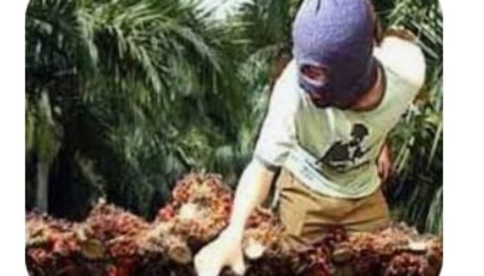 Ninja Sawit Merajalela di Dharmasraya Sumatera Barat, Petani Resah – Pemkab Dinilai Mandul Cari Solusi