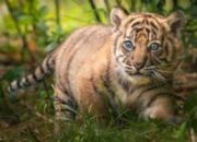 Anak Harimau Sumatra Mati di TMSBK Bukittinggi: Dugaan Malnutrisi, Kelalaian, atau Kelainan Genetik?