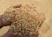 HPP Gabah Naik, HET Beras Medium Bakal Ikut Terkerek? Bapanas: Jangan Komplain Kalau Jadi Rp14 Ribu per Kg!