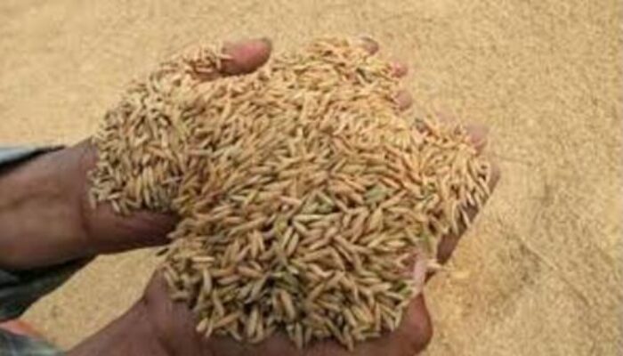 HPP Gabah Naik, HET Beras Medium Bakal Ikut Terkerek? Bapanas: Jangan Komplain Kalau Jadi Rp14 Ribu per Kg!