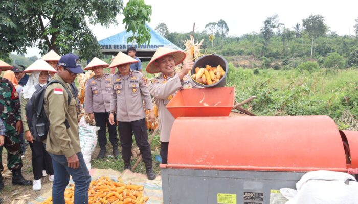 Polres Tebo Panen Raya Jagung Serentak Kuartal III, Wujud Nyata Dukungan Ketahanan Pangan Nasional